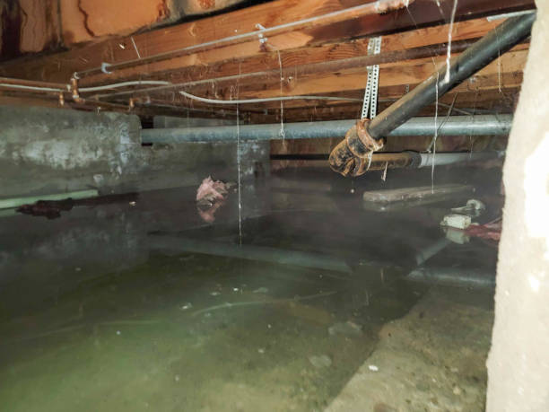 Best Water damage cleanup near me  in Coal Grove, OH